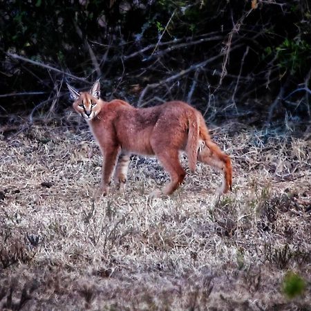 Riverbend Lodge Addo Luaran gambar