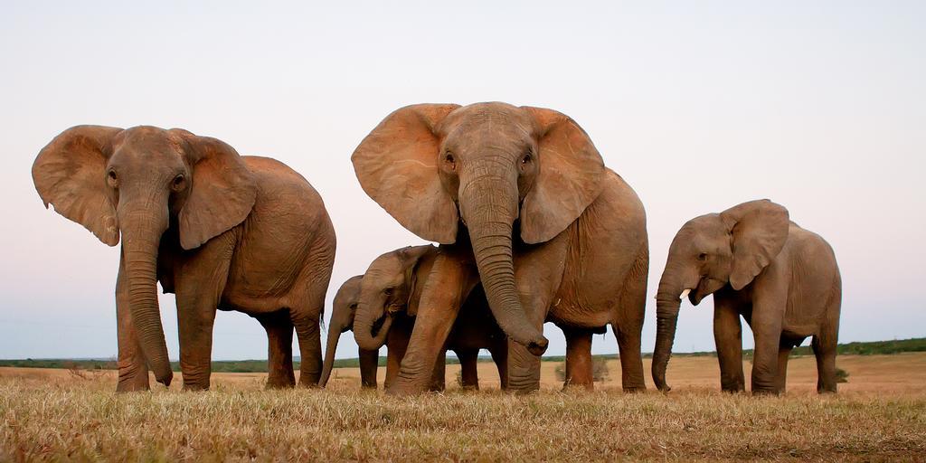 Riverbend Lodge Addo Luaran gambar