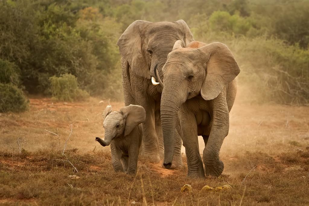 Riverbend Lodge Addo Luaran gambar